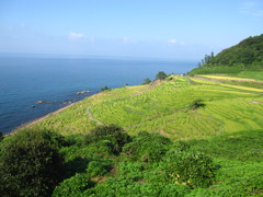 白米千枚田