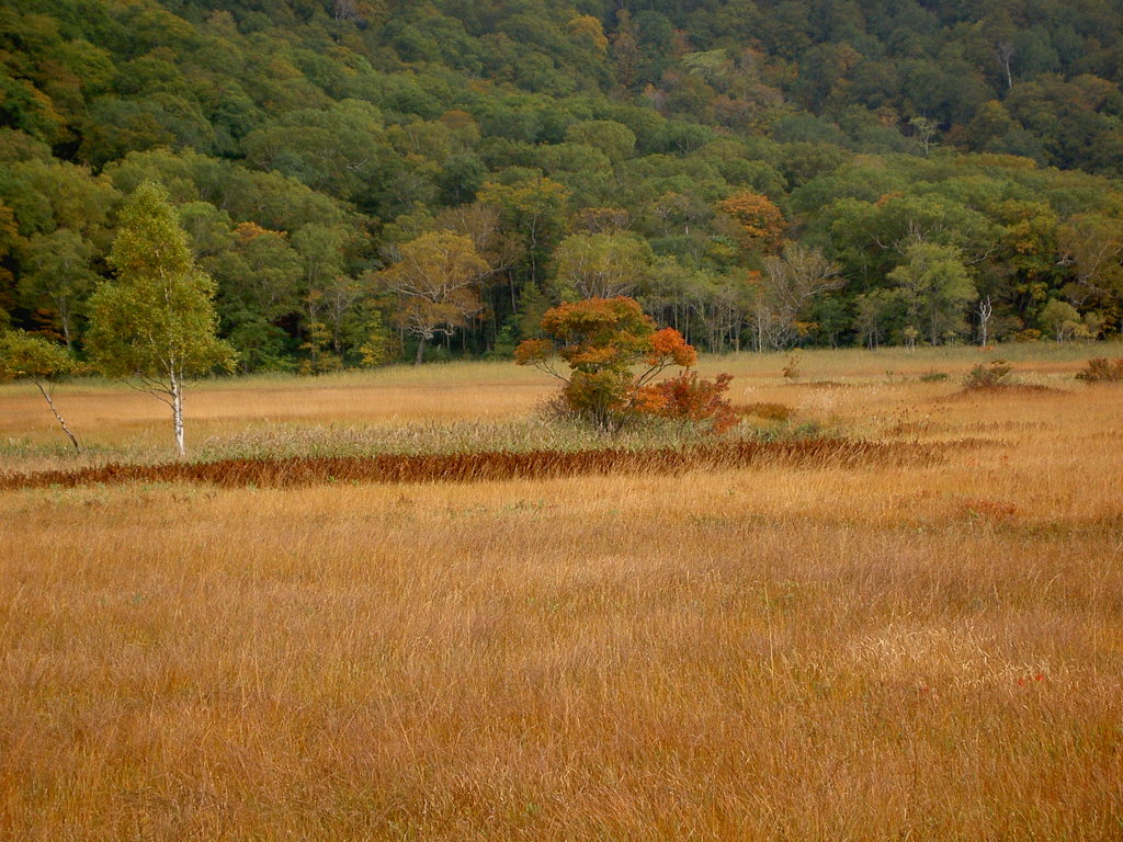 秋の湿原
