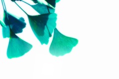 蒼い銀杏
