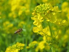 菜の花と蜂