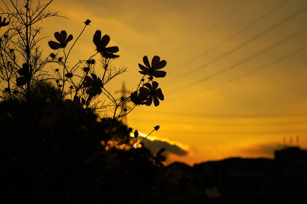 夕日にそえる