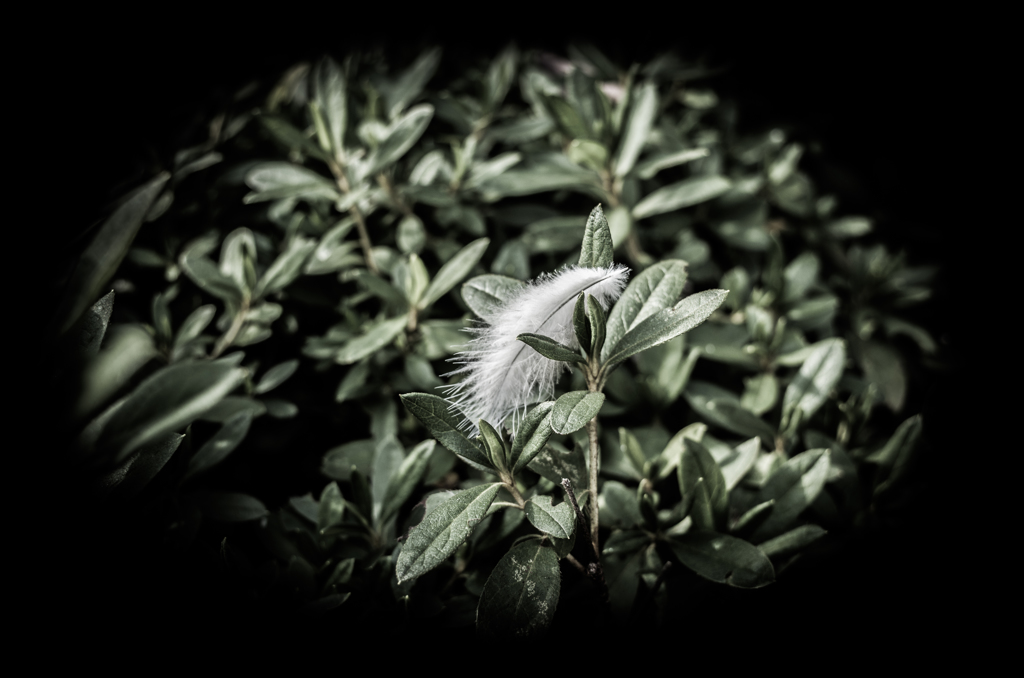 feather