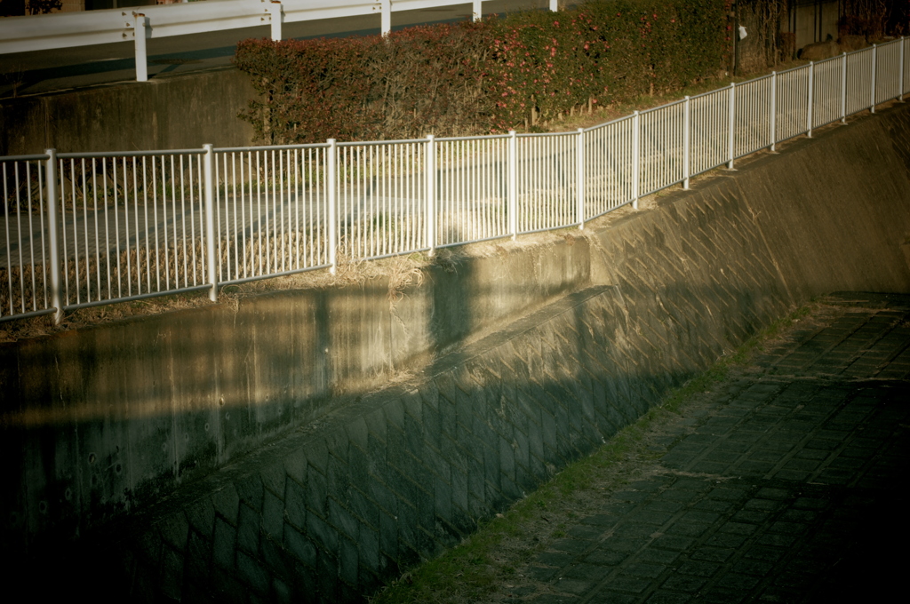ついてくる奴