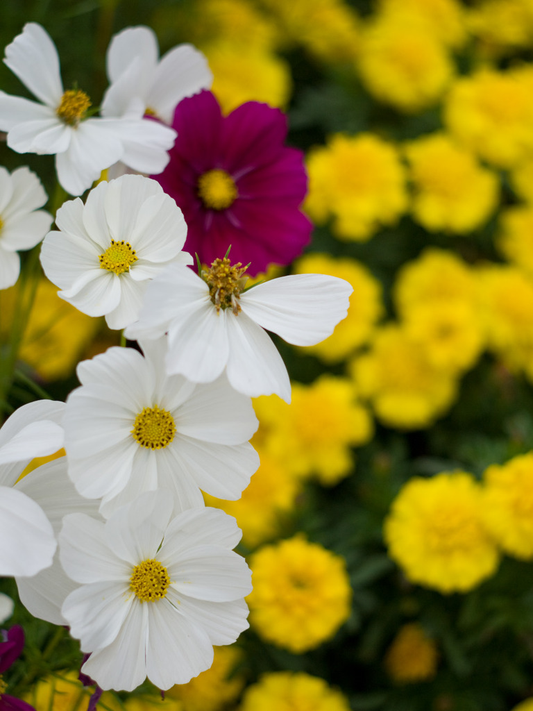 2010-10-022 駒沢公園　花壇の花