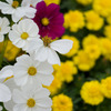 2010-10-022 駒沢公園　花壇の花