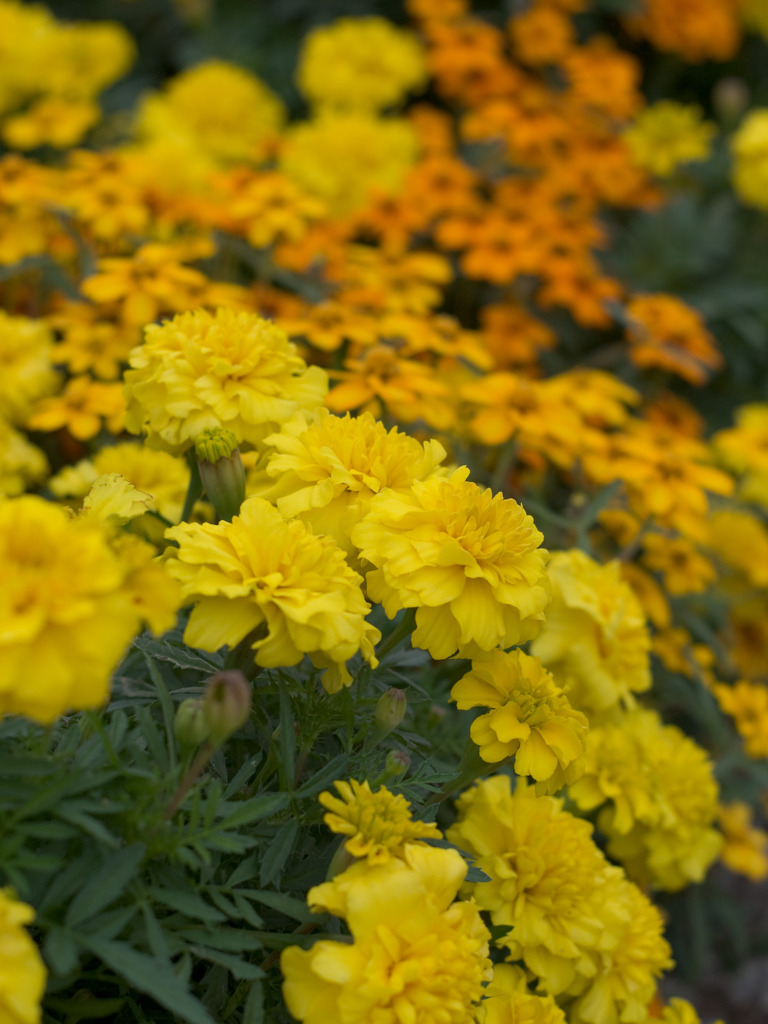 2010-10-022 駒沢公園　花壇の花