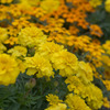 2010-10-022 駒沢公園　花壇の花