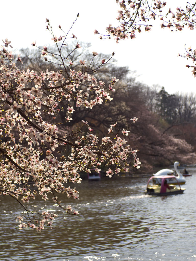 2011-04-02 井の頭公園