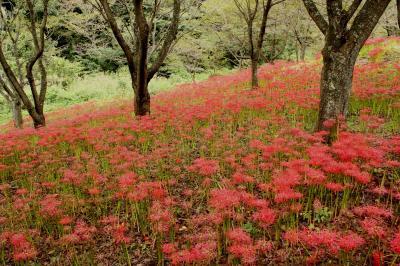 彼岸花