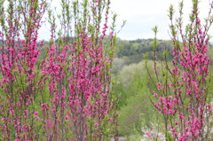 なんのお花かわからない・・