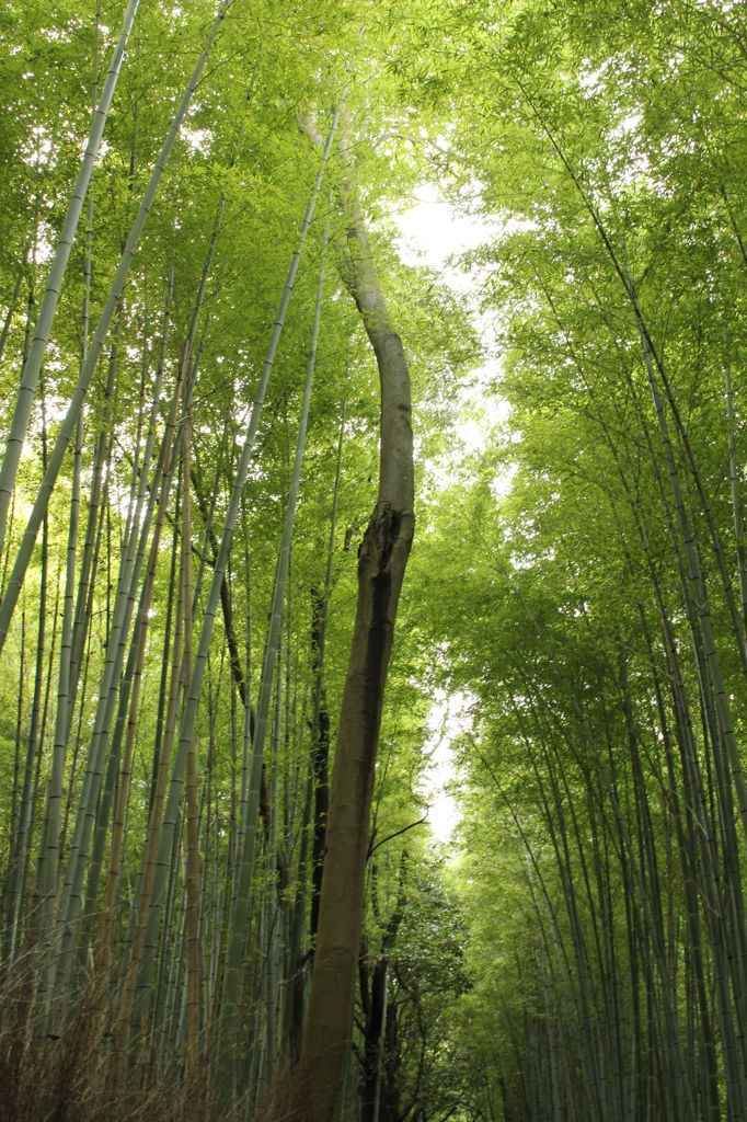 竹林通り