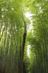 竹林通り