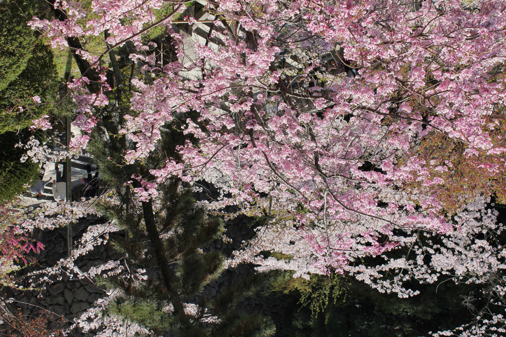 金刀比羅宮の桜