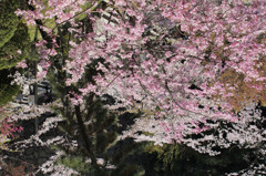 金刀比羅宮の桜