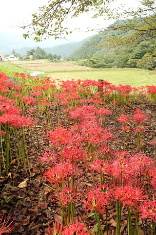 彼岸花
