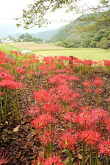 彼岸花