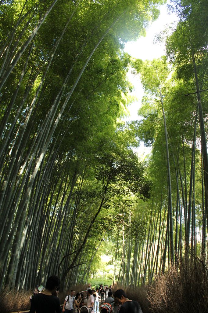 竹林通り