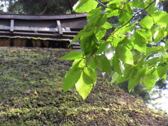 かやぶき屋根と紅葉予備軍