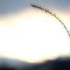 ひとり夕暮れ