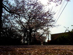 Sakura Sunrise