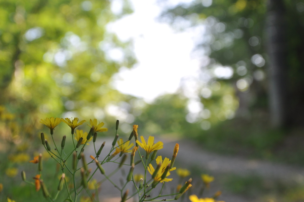 名前は知らない
