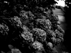 紫陽花