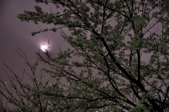 夜桜