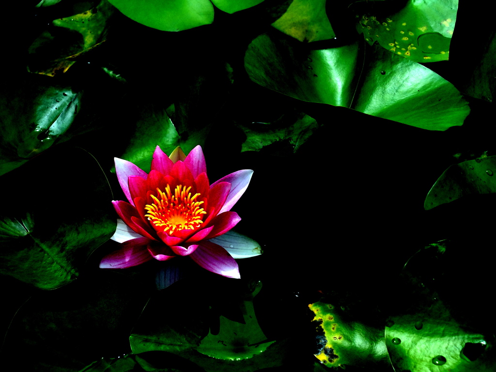 Lotus