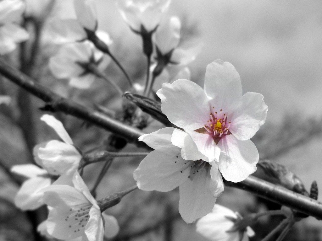 sakura 