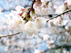 桜