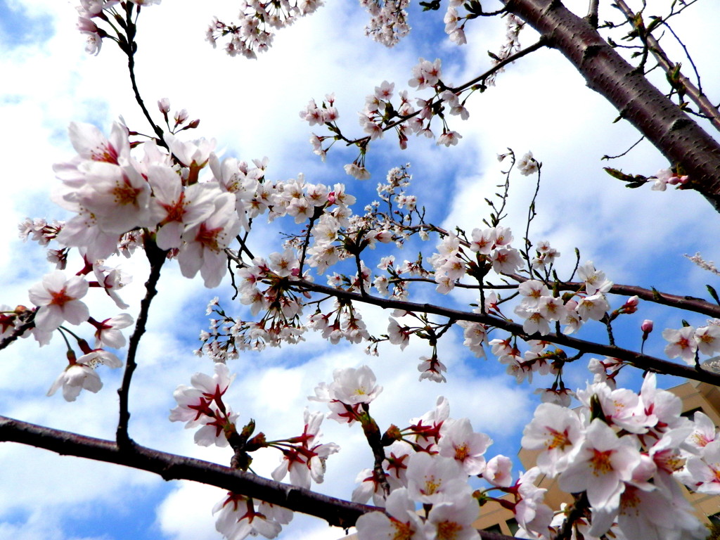 sakura 