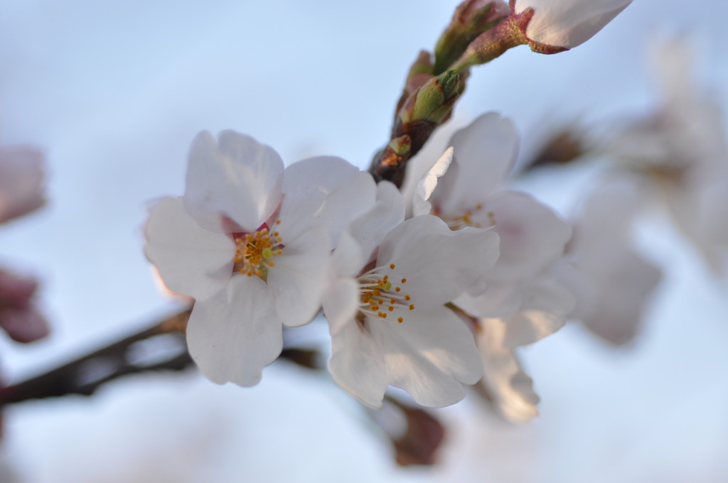 桜