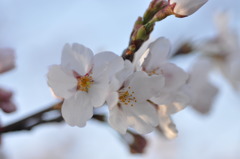 桜