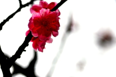 紅
