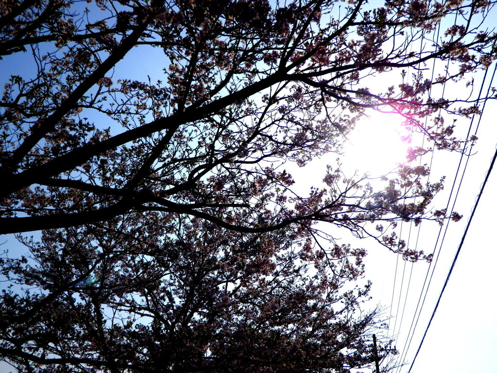 Sakura Reflection