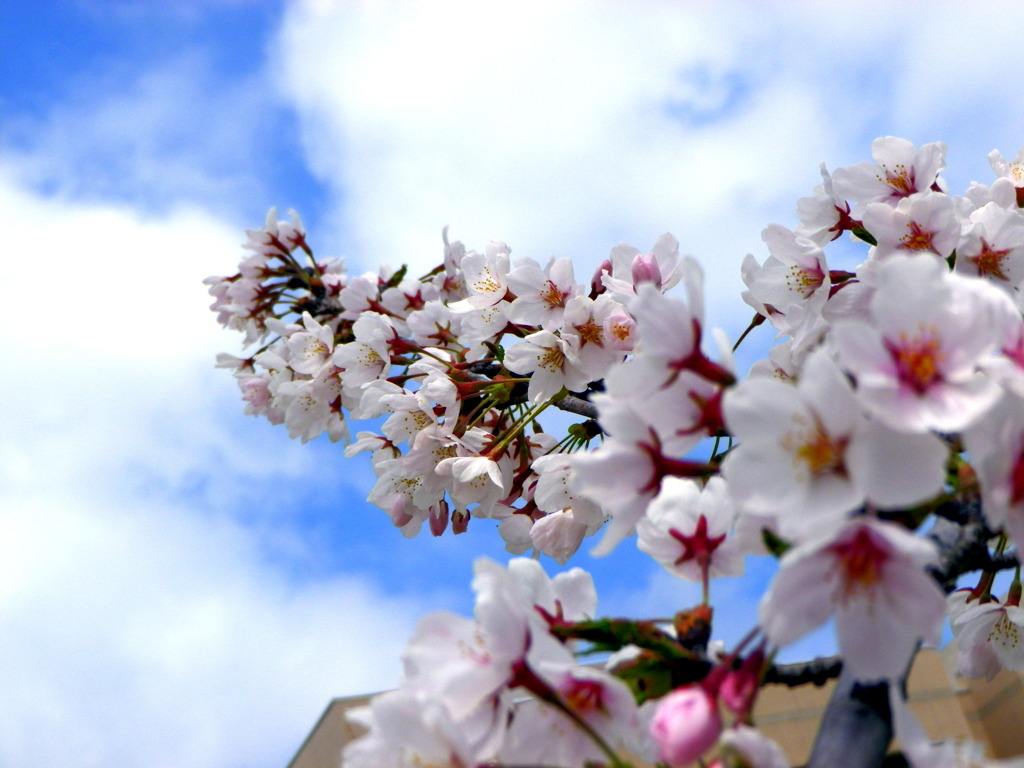 sakura