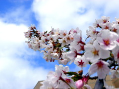 sakura