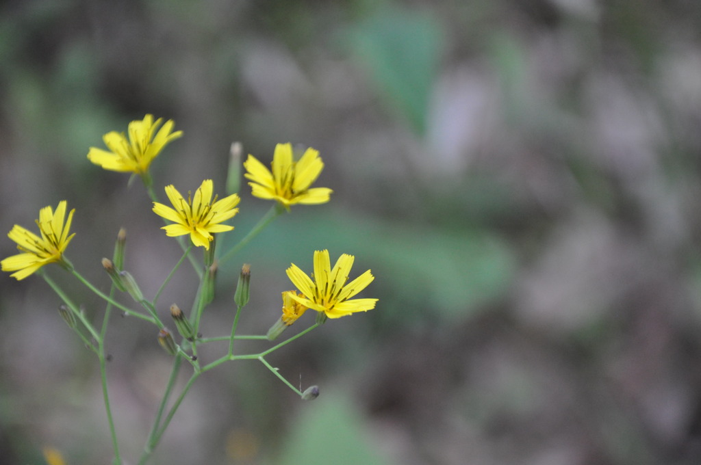 やっぱり名前は知らない