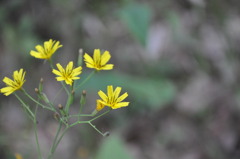 やっぱり名前は知らない