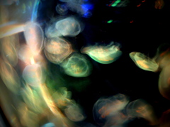 Jellyfish