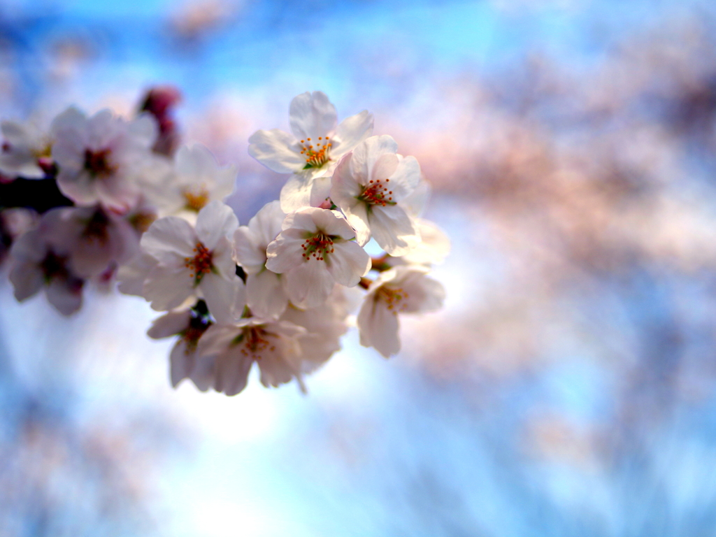 花想