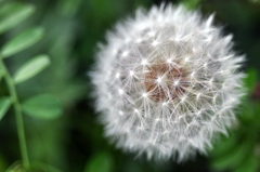 Dandelion