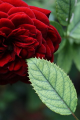 薔薇色のkiss