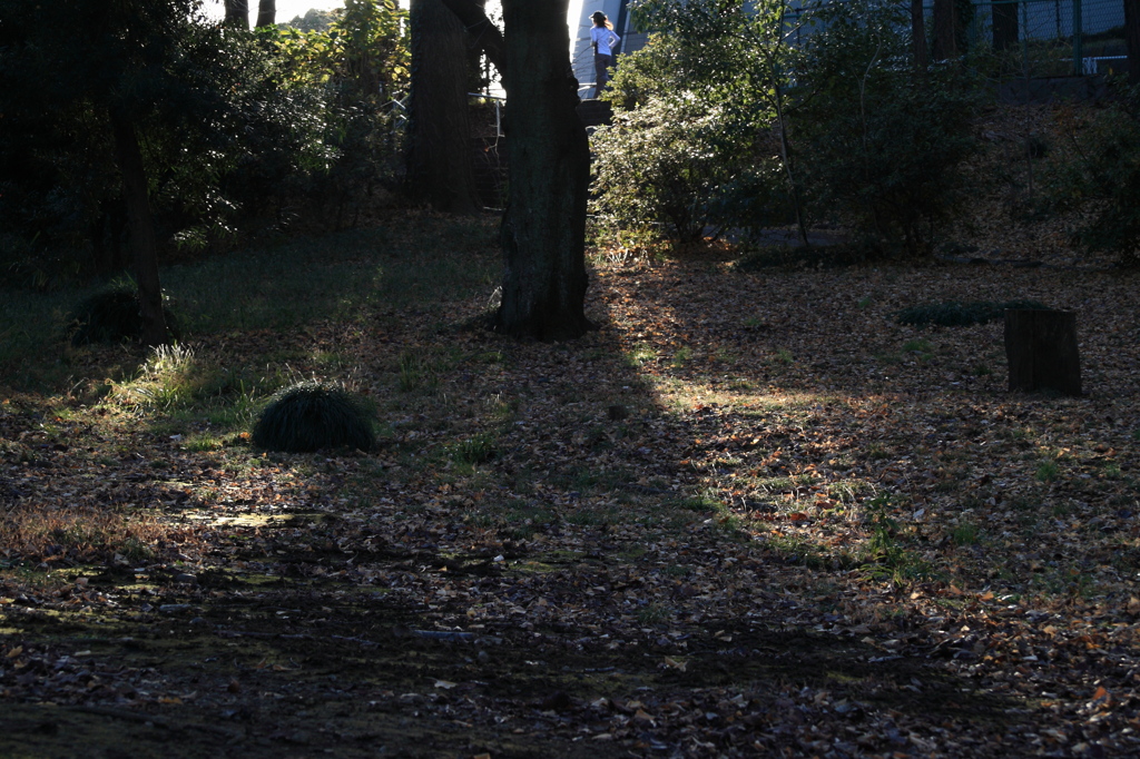 冬の公園