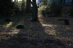 冬の公園