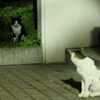 こっち見んなvsこっち見んな