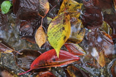 Autumn tint of drainage trench