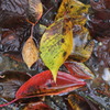 Autumn tint of drainage trench