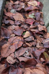 Dead leaf carpet