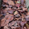 Dead leaf carpet
